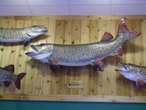 trip0270 trip0270